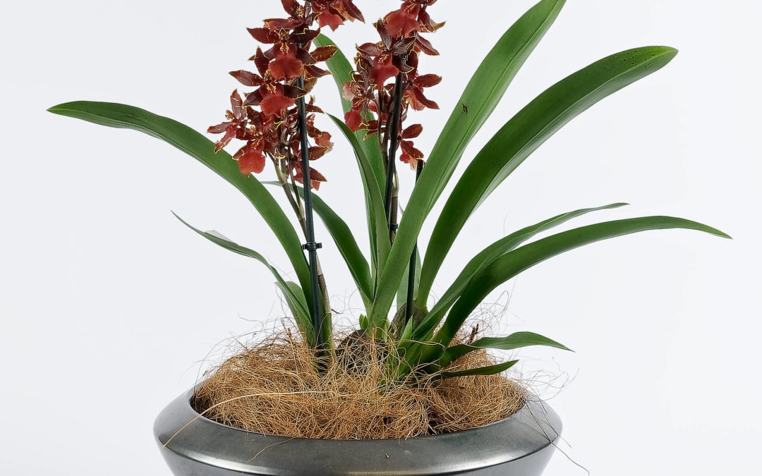 Choisir ses orchidées à Woerth